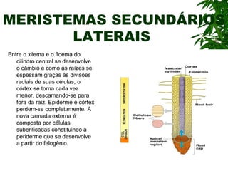 MERISTEMAS SECUNDÁRIOS
       LATERAIS
Entre o xilema e o floema do
   cilindro central se desenvolve
   o câmbio e como as raízes se
   espessam graças às divisões
   radiais de suas células, o
   córtex se torna cada vez
   menor, descamando-se para
   fora da raiz. Epiderme e córtex
   perdem-se completamente. A
   nova camada externa é
   composta por células
   suberificadas constituindo a
   periderme que se desenvolve
   a partir do felogênio.
 