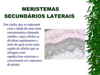 MERISTEMAS
SECUNDÁRIOS LATERAIS
Em caules que se espessam
  com a idade,há uma zona
  meristemática chamada
  câmbio, cujas células se
  dividem rapidamente e
  atrás da qual existe uma
  região de células que se
  alongam com
  rapidez.Isso ocasiona o
  crescimento em espessura
  da planta.
 