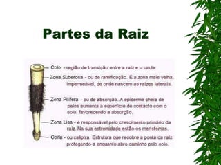 Partes da Raiz
 
