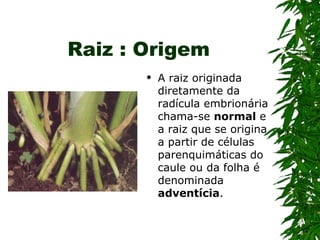 Raiz : Origem
          A raiz originada
           diretamente da
           radícula embrionária
           chama-se normal e
           a raiz que se origina
           a partir de células
           parenquimáticas do
           caule ou da folha é
           denominada
           adventícia.
 