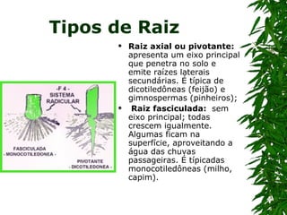 Tipos de Raiz
         Raiz axial ou pivotante:
          apresenta um eixo principal
          que penetra no solo e
          emite raízes laterais
          secundárias. É típica de
          dicotiledôneas (feijão) e
          gimnospermas (pinheiros);
          Raiz fasciculada: sem
          eixo principal; todas
          crescem igualmente.
          Algumas ficam na
          superfície, aproveitando a
          água das chuvas
          passageiras. É típicadas
          monocotiledôneas (milho,
          capim).
 