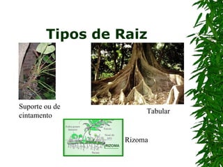 Tipos de Raiz




Suporte ou de
                       Tabular
cintamento


                  Rizoma
 