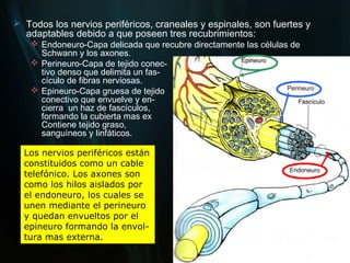  Todos los nervios periféricos, craneales y espinales, son fuertes y
  adaptables debido a que poseen tres recubrimientos:
     Endoneuro-Capa delicada que recubre directamente las células de
      Schwann y los axones.
     Perineuro-Capa de tejido conec-
      tivo denso que delimita un fas-
      cículo de fibras nerviosas.
     Epineuro-Capa gruesa de tejido
      conectivo que envuelve y en-
      cierra un haz de fascículos,
      formando la cubierta mas ex                                       terna.
      Contiene tejido graso,                                      vasos
      sanguíneos y linfáticos.

  Los nervios periféricos están
  constituidos como un cable
  telefónico. Los axones son
  como los hilos aislados por
  el endoneuro, los cuales se
  unen mediante el perineuro
  y quedan envueltos por el
  epineuro formando la envol-
  tura mas externa.
 