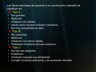   Las fibras nerviosas de acuerdo a su conducción y tamaño se
    clasifican en:
      Tipo A:
    •   Son grandes.
    •   Mielínicas
    •   Conducen con rapidez.
    •   Llevan varios impulsos motores o sensitivos.
    •   Son muy susceptibles de daño.
     Tipo B:
    •   Son pequeñas.
    •   Mielínicas.
    •   Conducen con menos rapidez.
    •   Pertenecen al sistema nervioso autónomo.
     Tipo C:
    •   Son las más pequeñas.
    •   Amielínicas.
    •   Conducen impulsos muy lentamente.
    •   Cumplen funciones autónomas y de conducción del dolor.
 