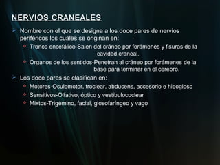 NERVIOS CRANEALES
 Nombre con el que se designa a los doce pares de nervios
  periféricos los cuales se originan en:
    Tronco encefálico-Salen del cráneo por forámenes y fisuras de la
                                cavidad craneal.
    Órganos de los sentidos-Penetran al cráneo por forámenes de la
                               base para terminar en el cerebro.
 Los doce pares se clasifican en:
    Motores-Oculomotor, troclear, abducens, accesorio e hipogloso
    Sensitivos-Olfativo, óptico y vestibulococlear
    Mixtos-Trigémino, facial, glosofaríngeo y vago
 