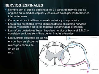 NERVIOS ESPINALES
 Nombre con el que se designa a los 31 pares de nervios que se
  originan en la medula espinal y los cuales salen por los foramenes
  intervertebrales.
 Cada nervio espinal tiene una raíz anterior y una posterior.
 Las raíces anteriores llevan impulsos desde el sistema nervioso
  central y consisten en fibras motoras denominadas eferentes.
 Las raíces posteriores llevan impulsos nerviosos hacia el S.N.C. y
  consisten en fibras sensitivas denominadas aferentes.
 Los cuerpos celulares de las neuronas de las raíces anteriores se
  encuentran en el cuerno anterior de la médula, mientras que los de las
  raices posteriores se                                        encuentran
  en un en-                                         grosamiento de la
  raíz                                           posterior llamado gan-
                                                    glio espinal, situado a
                                                       1 cm de la médula.
 