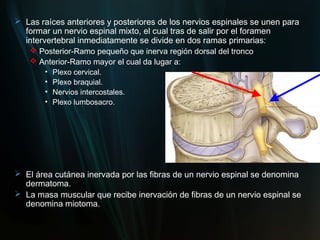  Las raíces anteriores y posteriores de los nervios espinales se unen para
  formar un nervio espinal mixto, el cual tras de salir por el foramen
  intervertebral inmediatamente se divide en dos ramas primarias:
     Posterior-Ramo pequeño que inerva región dorsal del tronco
     Anterior-Ramo mayor el cual da lugar a:
       • Plexo cervical.
       • Plexo braquial.
       • Nervios intercostales.
       • Plexo lumbosacro.




 El área cutánea inervada por las fibras de un nervio espinal se denomina
  dermatoma.
 La masa muscular que recibe inervación de fibras de un nervio espinal se
  denomina miotoma.
 