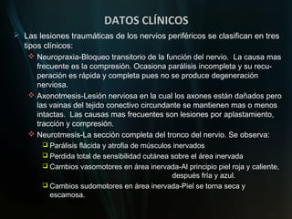 DATOS CLÍNICOS
 Las lesiones traumáticas de los nervios periféricos se clasifican en tres
  tipos clínicos:
     Neuropraxia-Bloqueo transitorio de la función del nervio. La causa mas
      frecuente es la compresión. Ocasiona parálisis incompleta y su recu-
      peración es rápida y completa pues no se produce degeneración
      nerviosa.
     Axonotmesis-Lesión nerviosa en la cual los axones están dañados pero
      las vainas del tejido conectivo circundante se mantienen mas o menos
      intactas. Las causas mas frecuentes son lesiones por aplastamiento,
      tracción y compresión.
     Neurotmesis-La sección completa del tronco del nervio. Se observa:
         Parálisis flácida y atrofia de músculos inervados
         Perdida total de sensibilidad cutánea sobre el área inervada
         Cambios vasomotores en área inervada-Al principio piel roja y caliente,
                                            después fría y azul.
         Cambios sudomotores en área inervada-Piel se torna seca y
          escamosa.
 
