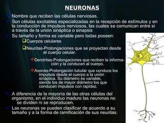 NEURONAS
 Nombre que reciben las células nerviosas.
 Son células excitables especializadas en la recepción de estímulos y en
  la conducción de impulsos nerviosos, las cuales se comunican entre si
  a través de la unión sináptica o sinapsis
 Su tamaño y forma es variable pero todas poseen:
       Cuerpos celulares
       Neuritas-Prolongaciones que se proyectan desde
                  el cuerpo celular.
           Dendritas-Prolongaciones que reciben la informa-
                      ción y la conducen al cuerpo.
           Axones-Prolongación tubular que conduce los
                impulsos desde el cuerpo a la unión
                sináptica. Su diámetro es variable,
                siendo los de mayor diámetro los que
                conducen impulsos con rapidez.
 A diferencia de la mayoría de las otras células del
  organismo, en el individuo maduro las neuronas no
    se dividen ni se reproducen.
 Las neuronas se pueden clasificar de acuerdo a su
  tamaño y a la forma de ramificación de sus neuritas.
 