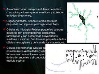  Astrocitos-Tienen cuerpos celulares pequeños
  con prolongaciones que se ramifican y extienden
  en todas direcciones.
 Oligodendrocitos-Tienen cuerpos celulares
  pequeños con algunas prolongaciones finas.
 Células de microglia-Poseen pequeños cuerpos
  celulares con prolongaciones ondulantes,
  ramificadas y con numerosas proyecciones
  similares a espinas. Son las mas pequeñas de las
  células neurogliales y derivan de los macrófagos.
 Células ependimarias-Células cúbicas o cilíndri-
  cas con micro-vellosidades y cilios, las cuales
  forman una capa unicelular que reviste las cavi-
  dades del encéfalo y el conducto central de la
  medula espinal.
 