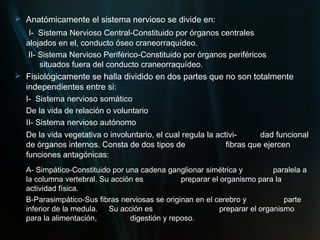  Anatómicamente el sistema nervioso se divide en:
   I- Sistema Nervioso Central-Constituido por órganos centrales
  alojados en el, conducto óseo craneorraquídeo.
  II- Sistema Nervioso Periférico-Constituido por órganos periféricos
      situados fuera del conducto craneorraquídeo.
 Fisiológicamente se halla dividido en dos partes que no son totalmente
  independientes entre si:
  I- Sistema nervioso somático
  De la vida de relación o voluntario
  II- Sistema nervioso autónomo
  De la vida vegetativa o involuntario, el cual regula la activi-      dad funcional
  de órganos internos. Consta de dos tipos de                fibras que ejercen
  funciones antagónicas:
  A- Simpático-Constituido por una cadena ganglionar simétrica y           paralela a
  la columna vertebral. Su acción es           preparar el organismo para la
  actividad física.
  B-Parasimpático-Sus fibras nerviosas se originan en el cerebro y            parte
  inferior de la medula. Su acción es                      preparar el organismo
  para la alimentación,         digestión y reposo.
 