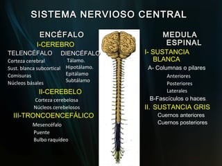 SISTEMA NERVIOSO CENTRAL

             ENCÉFALO                       MEDULA
            I-CEREBRO                        ESPINAL
TELENCÉFALO           DIENCÉFALO       I- SUSTANCIA
Corteza cerebral         Tálamo.           BLANCA
Sust. blanca subcortical Hipotálamo.   A- Columnas o pilares
Comisuras                Epitálamo            Anteriores
Núcleos básales          Subtálamo
                                              Posteriores
             II-CEREBELO                      Laterales
          Corteza cerebelosa            B-Fascículos o haces.
          Núcleos cerebelosos          II. SUSTANCIA GRIS
  III-TRONCOENCEFÁLICO                    Cuernos anteriores
          Mesencéfalo                     Cuernos posteriores
          Puente
          Bulbo raquídeo
 