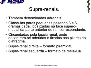 Anatomia Endocrino | PPT