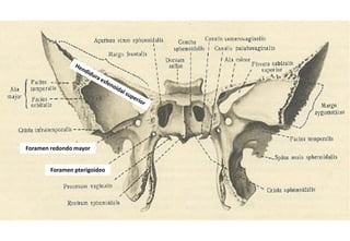 Foramen Ronde imagenes anatomia repaso artrología medicina | PDF