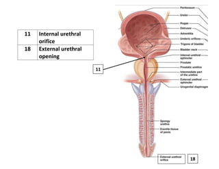 anatom human body organelles and insertion to know the exact body | PDF