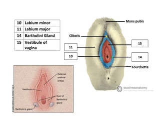 anatom human body organelles and insertion to know the exact body | PDF