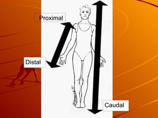 Proximal Distal Caudal 