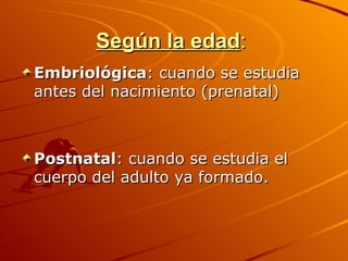 Según la edad :  Embriológica : cuando se estudia antes del nacimiento (prenatal)  Postnatal : cuando se estudia el cuerpo del adulto ya formado.  