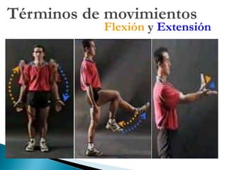 Urinario - Endocrino