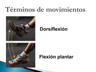 Anatomía Microscópica (Histología)