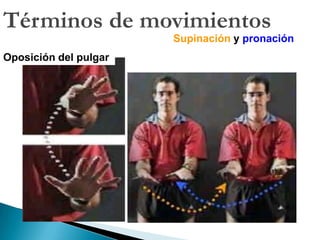 POSICIÓN ANATÓMICALa posición Anatómica siempre debe tenerse en mente ya sea que  el individuo o cadáver esté:De pie o bipedestación erectaAcostado boca arriba o en decúbito supinoAcostado boca abajo o en decúbito pronoAcostado a los lados o en Decúbito lateral