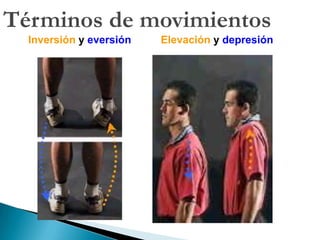 PLANIMETRÍAFrontalCoronalMedio, Sagital, MedianoPlano mediano, medio o sagitalPlano coronalPlano horizontal o transversalHorizontalTransverso