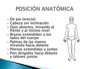 El campo de estudio son los seres vivos.Divisiones de la Anatomía HumanaAnatomía MacroscópicaSistémica: