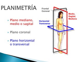 Esquelético – Articular