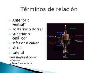 Muscular – Nervioso
