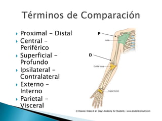 Circulatorio – Digestivo