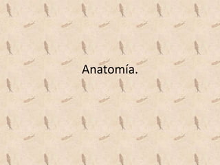 Anatomía.
 