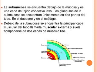 La submucosa se encuentra debajo de la mucosa y es
una capa de tejido conectivo laxo. Las glándulas de la
submucosa se encuentran únicamente en dos partes del
tubo. En el duodeno y en el esófago.
Debajo de la submucosa se encuentra la principal capa
muscular del tubo llamada muscular externa y suele
componerse de dos capas de musculo liso.
 