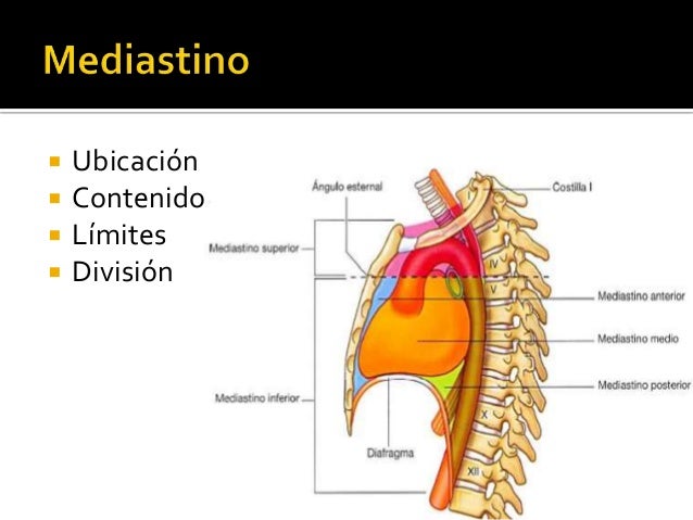 Corazón y mediastino general