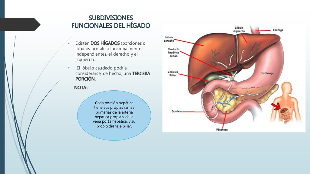 Anatomía del Hígado y vías biliares