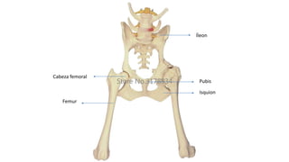 Íleon
Pubis
Isquion
Cabeza femoral
Femur
 
