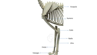Escapula
Humero
Codo
Radio
Ulna
Carpo
Falanges
 