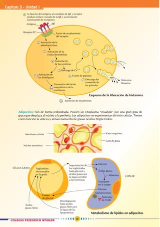Capítulo 3 - Unidad I
26
Antígeno IgE
Factor de acoplamiento
del receptor
Activación de la
adenilatociclasa
Activación de la
cinasa de proteínas
Activación de
las fosfolipasas
Conversión del ácido
araquidónico de la
membrana
Descarga del
contenido de
los gránulos
Fosforilación 		
de las proteínas
Descarga de Ca2+
Fusión de gránulos
Secreción de leucotrienos
Histamina
Heparina
Receptor FC
La fijación del antígeno al complejo de IgE y receptor
produce enlace cruzado de la IgE y acumulación
consecuente de receptores.
1
2
3
4
5
6
7
5a
6a
7a
		Adipocitos: Son de forma redondeada. Poseen un citoplasma “invadido” por una gran gota de
grasa que desplaza al núcleo a la periferia. Los adipocitos no experimentan división celular. Tienen
como función la síntesis y almacenamiento de grasas neutras (triglicéridos).
CÉLULA GRASA Triglicéridos
almacenados
en la gotita
Fosfato		
de glicerol
Ácidos
grasos libres
Desintegración
hasta ácidos
grasos libres por
la lipasa de las
lipoproteínas
Segmentación de
los triglicéridos
hasta glicerol y
ácidos grasos por
la lipasa sensible
a las hormonas
Glicerol
Ácidos grasos
Albúmina
Glucosa
Quilomicrones
Partículas
de VLDL
Transporte
en la sangre
CAPILAR
Vaso sanguíneo
Núcleo excéntrico
Membrana celular
Gota de grasa
Esquema de la liberación de histamina
Metabolismo de lípidos en adipocitos
COLEGIO FRIEDRICH WÖHLER
 