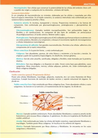 27
ANATOMÍA
		Mesenquimales: Son células que conservan la potencialidad de las células del embrión (Stem cell)
y pueden dar origen a cualquiera de los elementos celulares del tejido.
	Sustancia intercelular												
Es un complejo de macromoléculas no vivientes, elaboradas por las células y exportadas por ellas
hacia el espacio intercelular. En el tejido conectivo, la sustancia intercelular está conformada por una
sustancia básica (sustancia amorfa) y fibras.
		Sustancia amorfa: Es incolora, transparente y viscosa. Proporciona resistencia a las fuerzas de
compresión. Está conformada por glucosaminoglucanos, proteoglucanos y glucoproteínas de
adhesión.
			Glucosaminoglucanos: Llamados también mucopolisacáridos. Son polisacáridos largos no
flexibles y sin ramificaciones. Se componen de dos tipos de unidades: un amino-azúcar
(N-acetilglucosamina) y el ácido urónico. Retiene sodio y agua.
			Proteoglucanos: Sonlosglucosaminoglucanos(GAG)sulfatadosqueformanenlacescovalentescon
un centro proteico. Resisten a la compresión y retrasan el movimiento rápido de microorganismos
y células metastásicas (cancerígenas).
			Glucoproteínas de adhesión: Son grandes macromoléculas. Permiten a las células adherirse a los
componentes de la matriz intracelular.
		Fibras conectivas: Es la porción forme, y está conformada por:
			Colágenas: Son abundantes, gruesas, de color blanco y resistentes a la tracción y tensión. Se
originan a partir de la proteína tropocolágeno. En ebullición, forman gelatina.
			Elásticas: Son de color amarillo, ramificadas, delgadas y flexibles; están formadas por la proteína
elastina.
			Reticulares: Son muy delgadas y se disponen en redes. Sirven como base para glándulas, vasos
sanguíneos, fibras musculares, nervios, células adiposas, pulmón, etc. Están conformados por
fibras colágenas delgadas.
Clasificación
	Tejido conectivo general	(Propiamente dichos)								
Posee solo células (fibroblastos, macrófago, adipocito, mastocito, etc.) así como filamentos de fibras
conectivas. Cumple funciones de nutrición de tejidos vecinos y soporte estructural de órganos. Se
divide en:
		Tejido conectivo laxo: Está constituido por fibras colágenas finas. Tiene abundantes células y vasos
sanguíneos. Su función es la nutrición y el mantenimiento de los órganos. Se divide en:
Tejido conectivo laxo
Fibra colágena
Sustancia intercelular
Fibra elástica
Fibroblasto
			Mucoso: Llamado también embrionario. Posee abundantes fibroblastos y sustancia amorfa (ácido
hialurónico), pero escasas fibras colágenas. Es gelatinoso. Se ubica en la gelatina de Warthon del
cordón umbilical.
			Areolar: Está conformado por todas las células del tejido conectivo, especialmente fibroblastos y
macrófagos. También posee fibras colágenas. Se localiza en los rellenos de órganos.
			Elástico: Formado básicamente por fibras elásticas y fibroblastos. Se encuentra en los vasos
sanguíneos y Mesenterio.
PRE 1 Y PRE 2
 