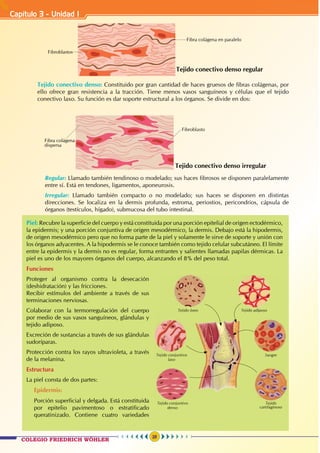 Capítulo 3 - Unidad I
28
Tejido conectivo denso regular
Fibra colágena en paralelo
Fibroblastos
		Tejido conectivo denso: Constituido por gran cantidad de haces gruesos de fibras colágenas, por
ello ofrece gran resistencia a la tracción. Tiene menos vasos sanguíneos y células que el tejido
conectivo laxo. Su función es dar soporte estructural a los órganos. Se divide en dos:
Tejido conectivo denso irregular
Fibra colágena
dispersa
Fibroblasto
			Regular: Llamado también tendinoso o modelado; sus haces fibrosos se disponen paralelamente
entre sí. Está en tendones, ligamentos, aponeurosis.
			Irregular: Llamado también compacto o no modelado; sus haces se disponen en distintas
direcciones. Se localiza en la dermis profunda, estroma, periostios, pericondrios, cápsula de
órganos (testículos, hígado), submucosa del tubo intestinal.
Tejido
cartilaginoso
Tejido conjuntivo
denso
SangreTejido conjuntivo
laxo
Tejido adiposoTejido óseo
Piel: Recubre la superficie del cuerpo y está constituida por una porción epitelial de origen ectodérmico,
la epidermis; y una porción conjuntiva de origen mesodérmico, la dermis. Debajo está la hipodermis,
de origen mesodérmico pero que no forma parte de la piel y solamente le sirve de soporte y unión con
los órganos adyacentes. A la hipodermis se le conoce también como tejido celular subcutáneo. El límite
entre la epidermis y la dermis no es regular, forma entrantes y salientes llamadas papilas dérmicas. La
piel es uno de los mayores órganos del cuerpo, alcanzando el 8% del peso total.
Funciones
Proteger al organismo contra la desecación
(deshidratación) y las fricciones.		
Recibir estímulos del ambiente a través de sus
terminaciones nerviosas.		
Colaborar con la termorregulación del cuerpo
por medio de sus vasos sanguíneos, glándulas y
tejido adiposo.			
Excreción de sustancias a través de sus glándulas
sudoríparas.				
Protección contra los rayos ultravioleta, a través
de la melanina.
Estructura
La piel consta de dos partes:
	Epidermis:
	 Porción superficial y delgada. Está constituida
por epitelio pavimentoso o estratificado
queratinizado. Contiene cuatro variedades
COLEGIO FRIEDRICH WÖHLER
 