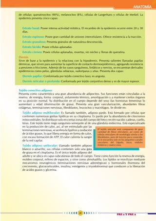 29
ANATOMÍA
de células: queratinocitos (90%), melanocitos (8%), células de Langerhans y células de Merkel. La
epidermis presenta cinco capas:
	
		Estrato basal: Posee intensa actividad mitótica. El recambio de la epidermis ocurrre entre 20 y 30
días.
		Estrato espinoso: Posee gran cantidad de uniones intercelulares. Ofrece resistencia a la tracción.
		Estrato granuloso: Presenta gránulos de naturaleza desconocida.
		Estrato lúcido: Posee células aplanadas.
		Estrato córneo: Posee células aplanadas, muertas, sin núcleo y llenas de queratina.
	Dermis												
Sirve de base a la epidermis y la relaciona con la hipodermis. Presenta salientes llamadas papilas
dérmicas, que sirven para aumentar la superficie de contacto dermoepidérmico, agregando resistencia
a presiones o fricciones. Además de los vasos sanguíneos, linfáticos y nervios, se encuentran derivados
epidérmicos como pelos, glándulas sebáceas, sudoríparas y uñas. Presenta dos capas:
		Dermis papilar: Conformada por tejido conectivo laxo; es angosta.
		Dermis reticular o profunda: Conformada por tejido conjuntivo denso y es de mayor espesor.
El tejido reticular está compuesto de gran
cantidad de fibras reticulares, así como de
células reticulares de morfología similar a los
fibroblastos, pero de función poco conocida.
Se le encuentra solo en los pequeños canales
vasculares del hígado, bazo, nódulos
linfáticos y matriz ósea.
	 Tejido conectivo adiposo: 	 									
Presenta como característica una gran abundancia de adipocitos. Sus funciones están vinculadas a la
reserva de energía, forma corporal, aislamiento térmico, amortiguación y a mantener ciertos órganos
en su posición normal. Su distribución en el cuerpo depende del sexo (las hormonas femeninas lo
aumentan) y edad (disminución de grasa). Presenta una gran vascularización, abundantes fibras
colágenas, terminaciones nerviosas, fibroblastos, leucocitos y macrófagos. Se divide en:
		Tejido adiposo multilocular: Es llamado también, adiposo pardo. Está formado por células que
contienen numerosas gotitas lipídicas en su citoplasma. Es pardo por la abundancia de citocromos
mitocondriales. Se distribuye solo en ciertas zonas del cuerpo del feto y recién nacido: caderas, cuello,
tórax. Este tejido tiene riego sanguíneo semejante al de una glándula endocrina. Está especializado
en la producción de calor, así, al ser estimulado por las
terminaciones nerviosas, se acelera la lipólisis y oxidación
de ácidos grasos, lo que libera energía en forma de calor,
con escasa formación de ATP. El calor calienta la sangre
de la red capilar.
		Tejido adiposo unilocular: Llamado también adiposo
blanco o amarillo; sus células contienen solo una gota
de grasa en el citoplasma. Es el único tejido adiposo del
adulto y se ubica en capas subcutáneas de todo el cuerpo. Tiene como función la reserva de energía,
moldeo corporal, relleno de espacios, y sirve como almohadilla. Los lípidos se movilizan mediante
mecanismos neurogénicos (terminaciones nerviosas adrenérgicas) y hormonales (hormona del
crecimiento, glucocorticoides, insulina, estrógenos y triyodotironina) que conducen a la liberación
de ácidos grasos y glicerina.
PRE 1 Y PRE 2
 