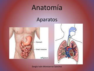 Anatomía
Aparatos
Sergio Iván Montserrat Sánchez
 