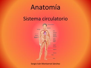 Anatomía
Sistema circulatorio
Sergio Iván Montserrat Sánchez
 