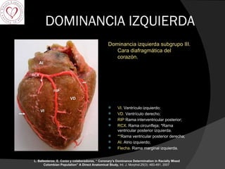 DOMINANCIA IZQUIERDA Dominancia izquierda subgrupo III. Cara diafragmática del corazón.  VI.  Ventrículo izquierdo;  VD.  Ventrículo derecho;  RIP  Rama interventricular posterior; RCX.  Rama circunfleja; *Rama ventricular posterior izquierda. ** Rama ventricular posterior derecha; AI.  Atrio izquierdo;  Flecha.  Rama marginal izquierda. L. Ballesteros; E. Corzo y colaboradores, “  Coronary's Dominance Determination in Racially Mixed Colombian Population” A Direct Anatomical Study,  Int. J. Morphol.25(3) :483-491, 2007     