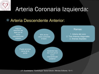 Arteria Coronaria Izquierda: Arteria Descendente Anterior: J.F. Guadalajara, “Cardiología” Sexta Edición; Méndez Editores: 10-11.  Viaja en dirección del ápex por el surco interventricular anterior Puede terminar cerca de la punta 60% de los casos contornea el ápex  Asciende mas de 3 cm por el surco interventricular posterior Ramas: 1. Arteria del cono 2. Tres Arterias diagonales 3. Arterias Septales 