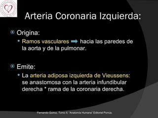Arteria Coronaria Izquierda: Origina: Ramos vasculares   hacia las paredes de la aorta y de la pulmonar. Emite: La  arteria adiposa izquierda de Vieussens : se anastomosa con la  arteria infundibular derecha  * rama de la coronaria derecha. Fernando Quiroz, Tomo II; “Anatomía Humana” Editorial Porrúa.  