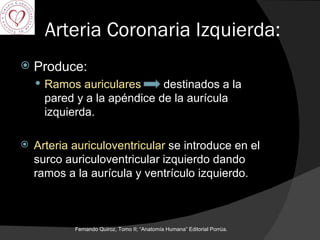 Arteria Coronaria Izquierda: Produce: Ramos auriculares   destinados a la pared y a la apéndice de la aurícula izquierda. Arteria auriculoventricular  se introduce en el surco auriculoventricular izquierdo dando ramos a la aurícula y ventrículo izquierdo. Fernando Quiroz, Tomo II; “Anatomía Humana” Editorial Porrúa.  