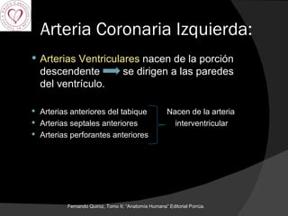 Arteria Coronaria Izquierda: Arterias Ventriculares  nacen de la porción descendente  se dirigen a las paredes del ventrículo. Arterias anteriores del tabique  Nacen de la arteria  Arterias septales anteriores  interventricular Arterias perforantes anteriores  Fernando Quiroz, Tomo II; “Anatomía Humana” Editorial Porrúa.  