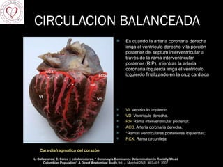 CIRCULACION BALANCEADA Es cuando la arteria coronaria derecha irriga el ventrículo derecho y la porción posterior del septum interventricular a través de la rama interventricular posterior (RIP), mientras la arteria coronaria izquierda irriga el ventrículo izquierdo finalizando en la cruz cardiaca VI.  Ventrículo izquierdo.  VD.  Ventrículo derecho.  RIP  Rama interventricular posterior.  ACD.  Arteria coronaria derecha.  * Ramas ventriculares posteriores izquierdas; RCX.  Rama circunfleja. Cara diafragmática del corazón L. Ballesteros; E. Corzo y colaboradores, “  Coronary's Dominance Determination in Racially Mixed Colombian Population” A Direct Anatomical Study,  Int. J. Morphol.25(3) :483-491, 2007     