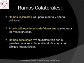 Ramos Colaterales: Ramos vasculares   para la aorta y arteria pulmonar. Arteria adiposa derecha de Vieussens  que rodea a los vasos gruesos. Ramos auriculares   se distribuyen por la paredes de la aurícula, emitiendo la arteria del tabique interauricular. Fernando Quiroz, Tomo II; “Anatomía Humana” Editorial Porrúa.  