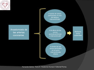 Anastomosis de las arterias coronarias  A través de ramos perforantes al nivel del tabique interventricular A la altura de los surcos auriculoventricular e interventricular A través de sus ramos terminales en el surco interventricular inferior Mediante ramas colaterales Fernando Quiroz, Tomo II; “Anatomía Humana” Editorial Porrúa.  